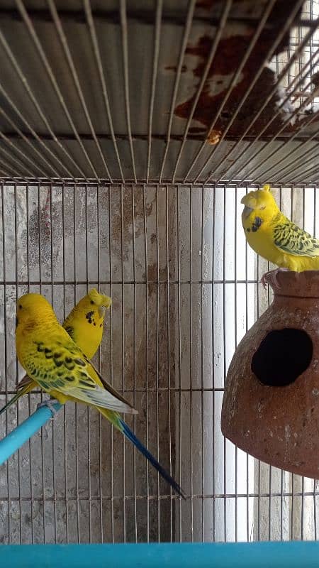 Tcb opline dark marking crested Budgies - budgies - australian 4