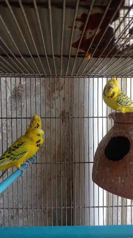 Tcb opline dark marking crested Budgies - budgies - australian 6