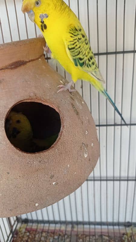 Tcb opline dark marking crested Budgies - budgies - australian 11