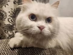 White Persion Cat For sale