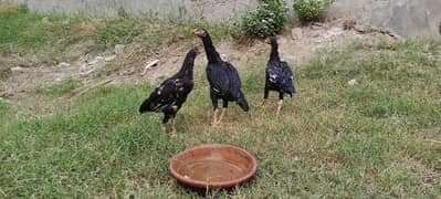 Pure Black Mianwali aseel pair and hen