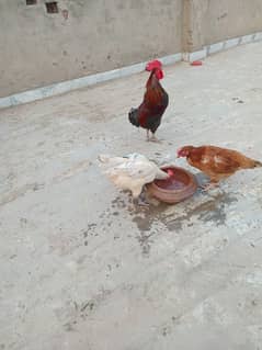 pure desi hens and roster for sale at cheap price