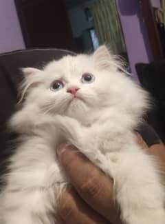 4 months old Persian kittens for sale