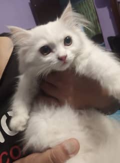 4 months old female Persian kitten for sale