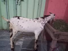 makhi cheena bakra