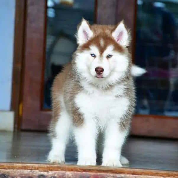 German shepherd/Siberian husky puppie 0