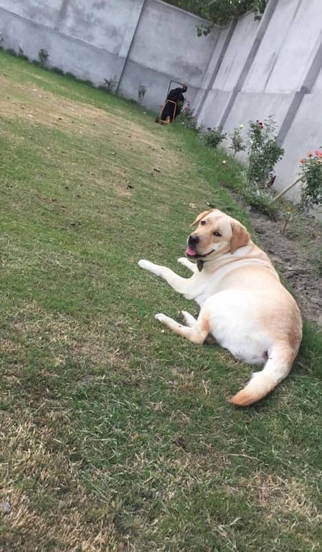 Labrador dog pair for sale 1