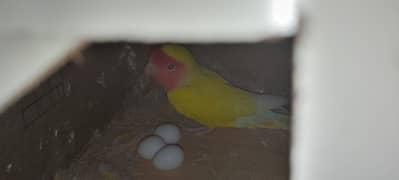 common Latino pair availible with 4 eggs   number = 0335 5521612