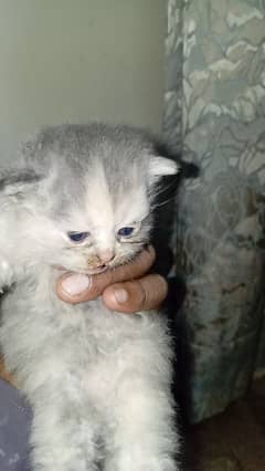 kitten for sale age 1 month