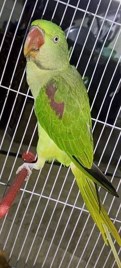 Raw Parrot Female For Sale