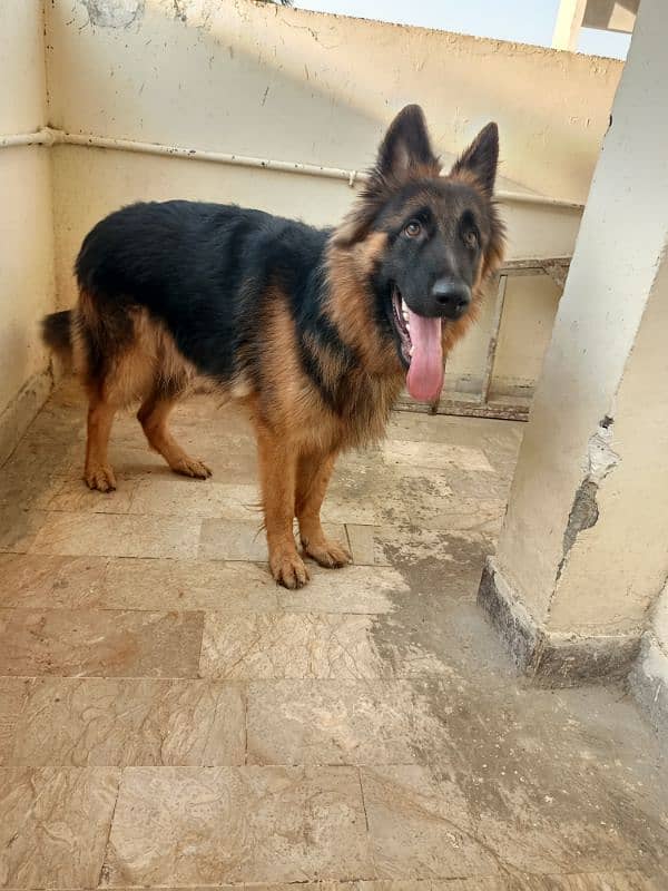 German shepherd male 0