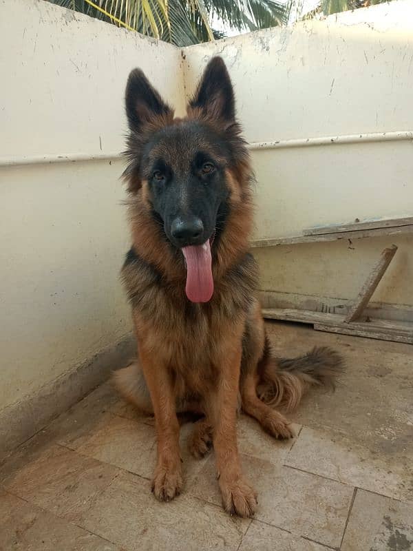 German shepherd male 1