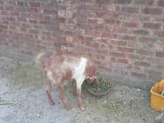 bakri or Bakra for sale