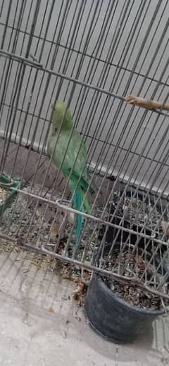 Ringneck parrot female 0