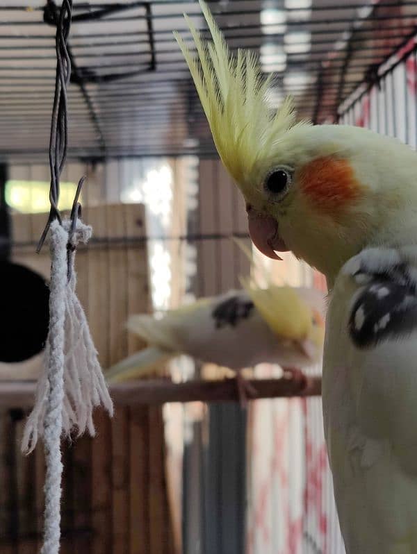 Cocktail parrots breeder pair 2