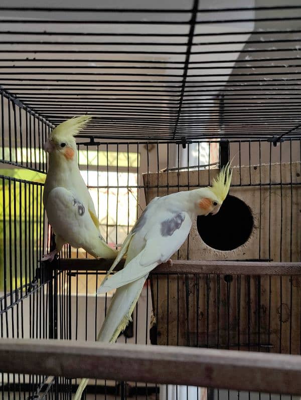 Cocktail parrots breeder pair 3