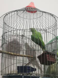 green parrot ghar ka patha for sale