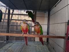 Conure | pair | parrots | red factor| birds | available