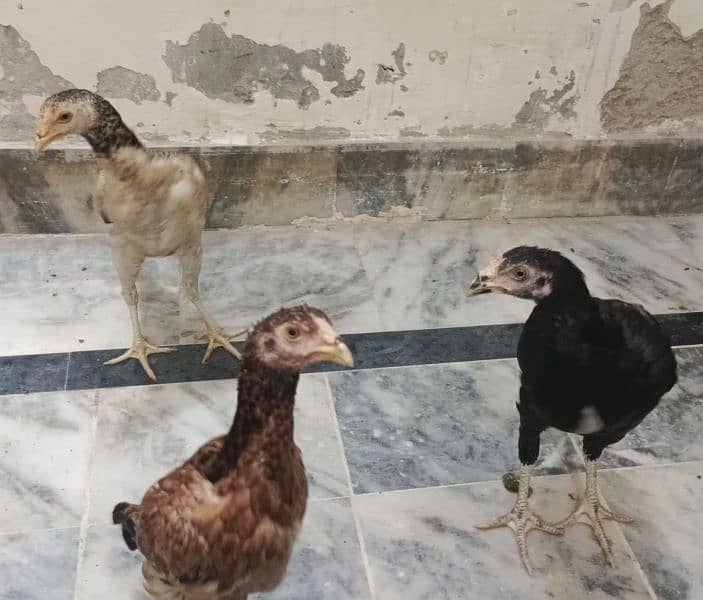 Pure mianwali aseel for sale high quality chicks pure aseel murga 2