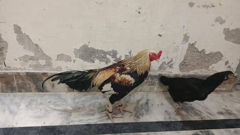 Pure mianwali aseel for sale high quality chicks pure aseel murga 3