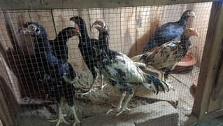 Pure mianwali aseel for sale high quality chicks pure aseel murga