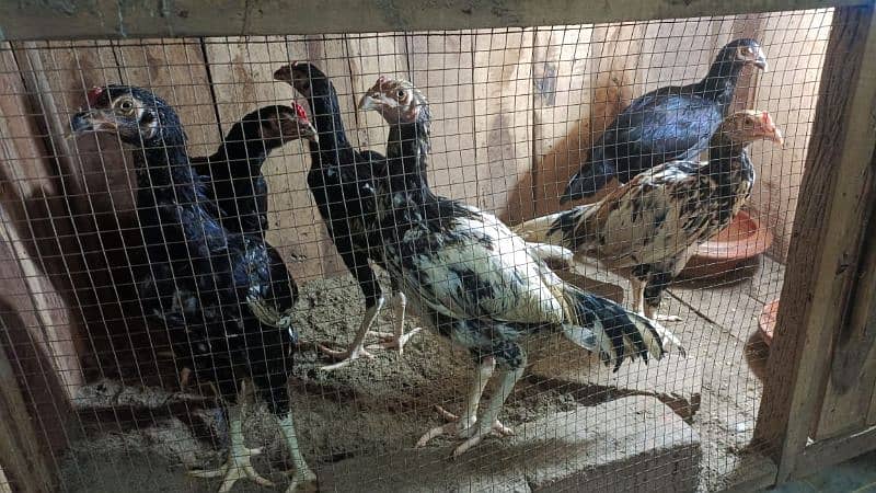 Pure mianwali aseel for sale high quality chicks pure aseel murga 4