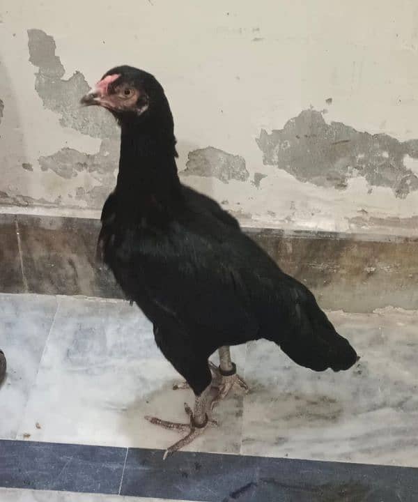 Pure mianwali aseel for sale high quality chicks pure aseel murga 5