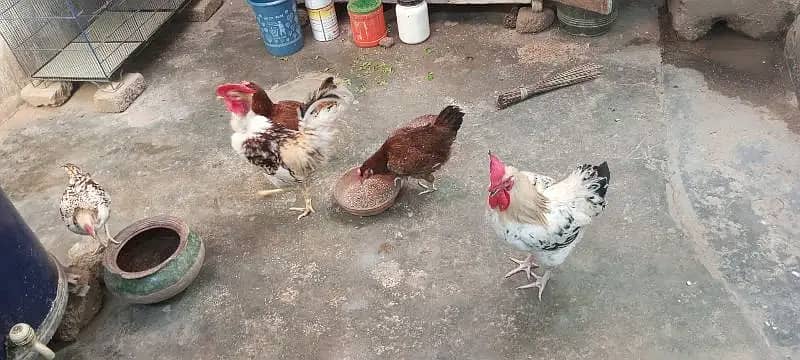 3 Misri Hens & 3 Misri Cocks 0