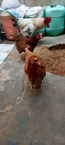 3 Misri Hens & 3 Misri Cocks 3