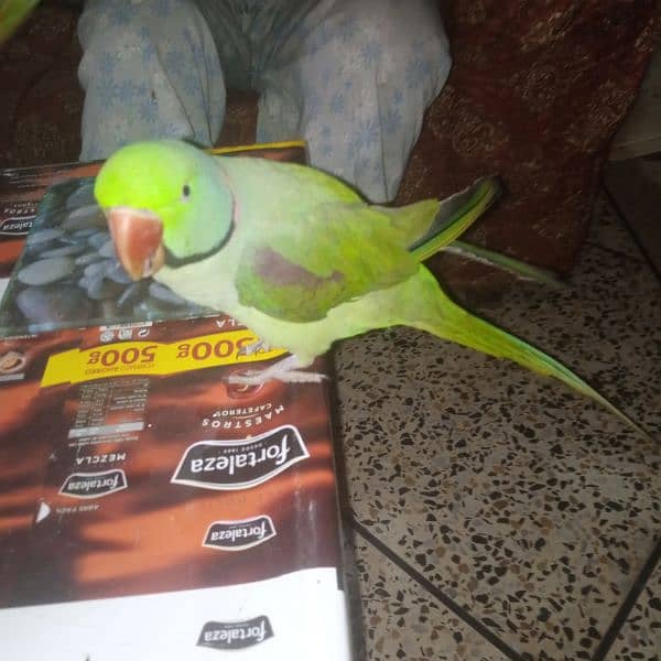 Saling the parrot 0