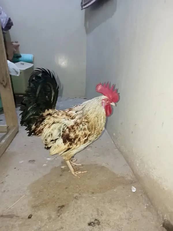 1 Misri Hen & 1 Misri Cock 1