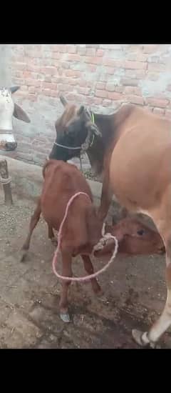 Urgent Cow Sale in Lahore