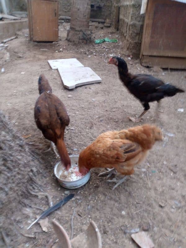 hens for sale 0