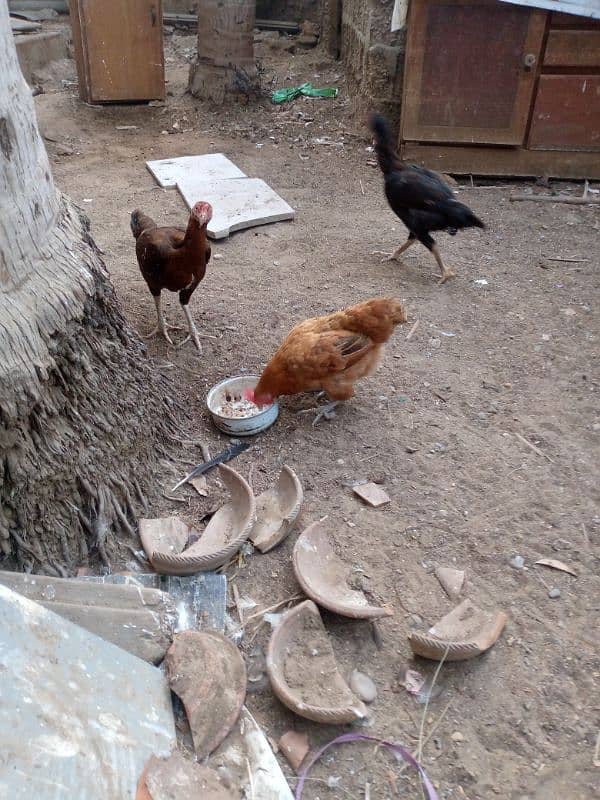 hens for sale 1