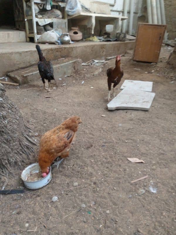 hens for sale 2