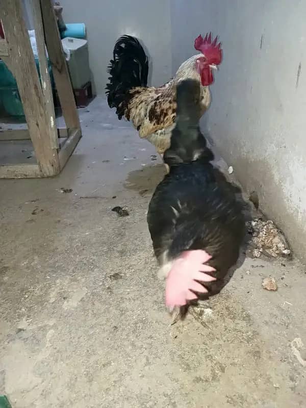 1 Misri Hen & 1 Misri Cock 2