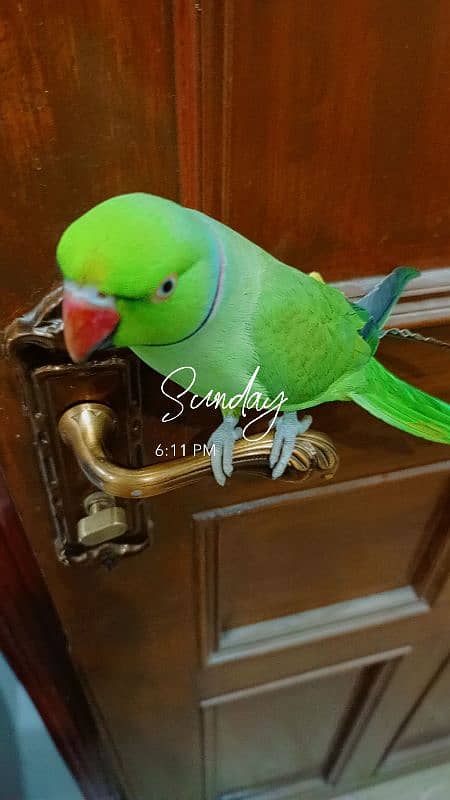 SELF GREEN RING-NECK PARROT 3