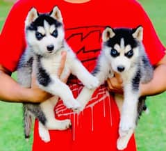 husky puppies 0