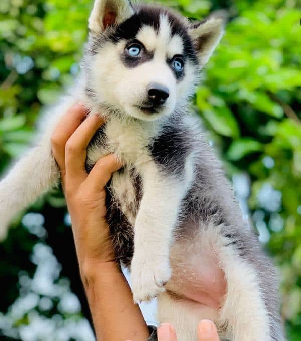 husky puppies 1