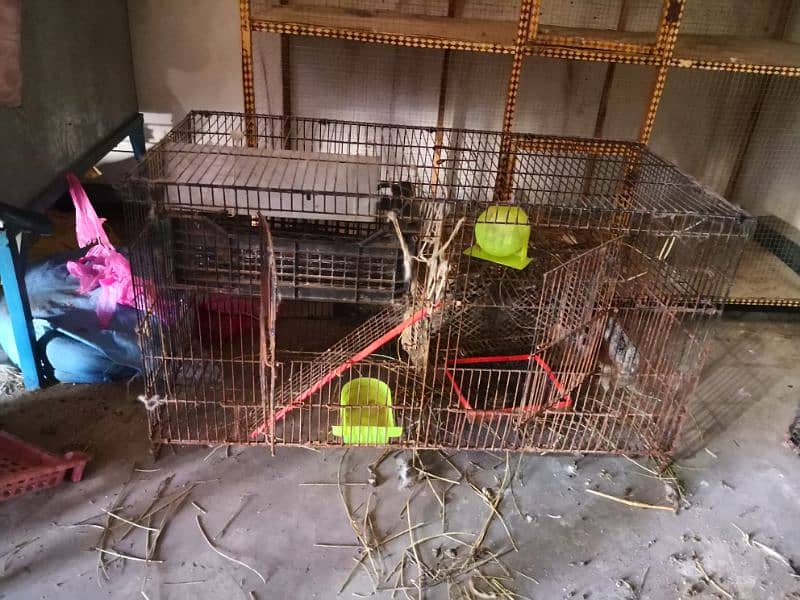 Bird cage available 3