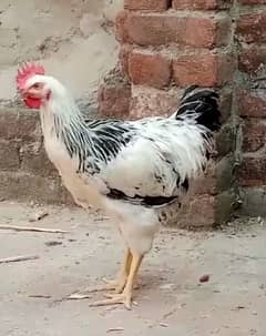 murga for sale big size03010118477