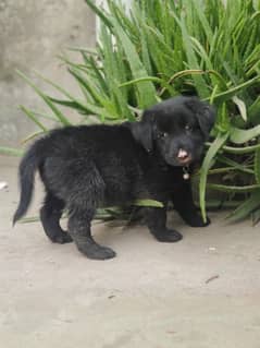 Black German shepherd double coat