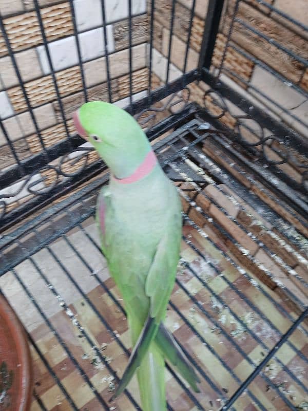 parrot 1