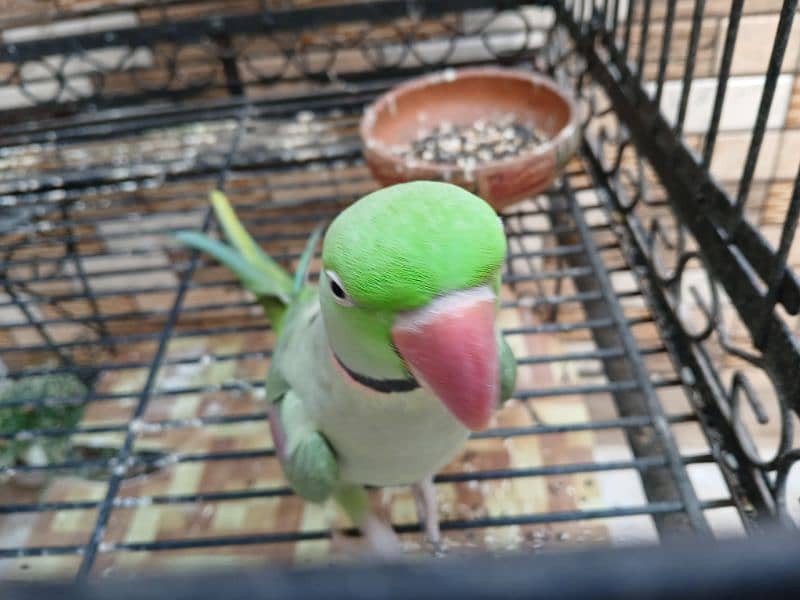 parrot 3