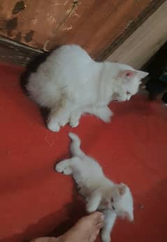 Persian Cat and Kitten