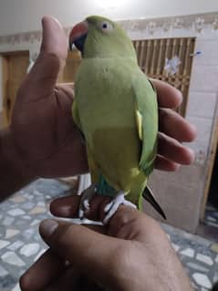 hand tim parrot