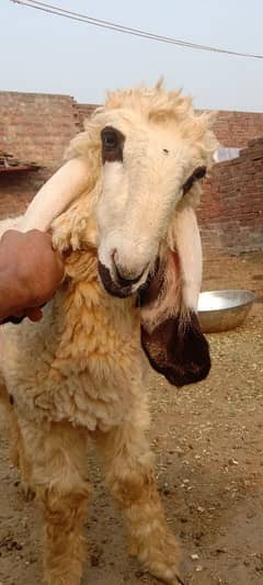 goats desi doghly kajly 03268841920