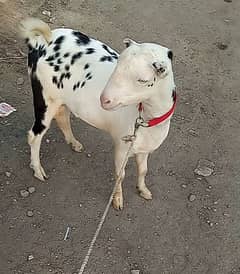 Abluck Male Tedda Breeder Quality , Teddy Goats 03448381931