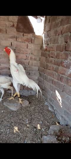 white shamo egg available 100%furtile