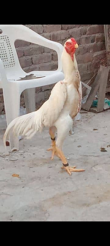 white shamo egg available 100%furtile 1